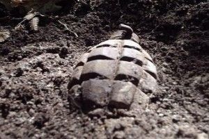 На Волині у кошик із картоплею ледь не потрапила… граната