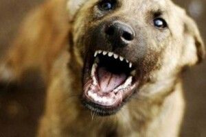 Майже 900 волинян звернулися до медиків через укуси тварин
