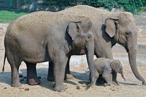 Невідома планета: азійські слони оплакують та ховають померлих малят