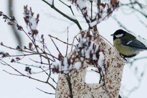 Хочете отримати подарунок від Національного природного парку «Прип'ять-Стохід»? Знімкуйте годівнички з пернатими
