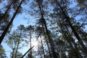 Волинян запрошують в унікальний Бучинський ліс (Фото)