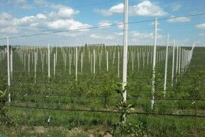 То де ж обіцяна держпідтримка садівництва?