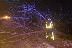 На Ковельщині на дорогу впало дерево (Фото)