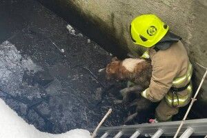 Вранці у Рівному з глибокої пастки рятували тварину