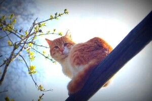 Якою буде погода на Волині завтра