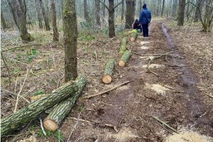 Жителю Волині дорого обійшлися сім незаконно зрізаних вільх