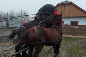 На Волині господар через коні потрапив до реанімації