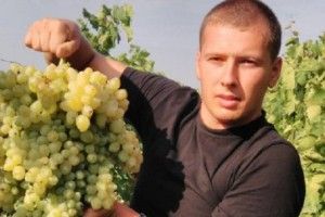 У Миколаївській області виростили найбільше гроно винограду