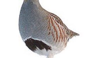 КУРІПКИ КРАЩІ ЗА ПЕРЕПІЛОК?