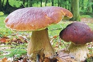 ЛІКИ ЧИ ОТРУТА