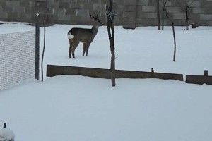 Директор Луцького зоопарку власноруч спіймала у Липинах косулю (фото)