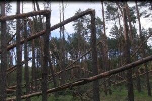 Внаслідок буревію на Волині пошкоджено майже 1500 га лісу (ВІДЕО Фото)