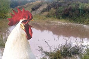 КУРЯЧІ НЕЧИСТОТИ ДОВКІЛЛЮ ВЖЕ НЕ ЗАГРОЖУЮТЬ?