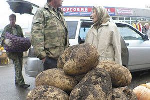ШОК: КАРТОПЛЯ ПО 10 ГРИВЕНЬ!