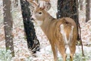 ГУРТКІВЦІ ПІДГОДУВАЛИ ЗВІРІВ