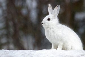 Недодивлений клаптик сну (Хвилина для душі)