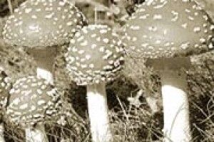 ТАЄМНИЦІ МУХОМОРА: ОТРУТА ЧИ ЛІКИ?