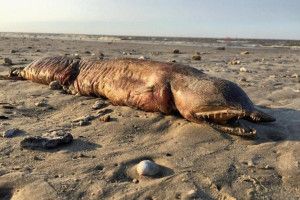 І Шацьк подивується: на берег викинуло гігантського вугра (Фото)
