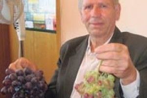 СОНЯЧНА ЯГОДА НА ВОЛИНІ — НЕ ЕКЗОТИКА
