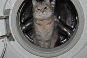 ФОТО НА КОНКУРС: ото буде сміхота, коли виперуть кота!