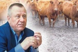 Племінні корови – на ковбасу