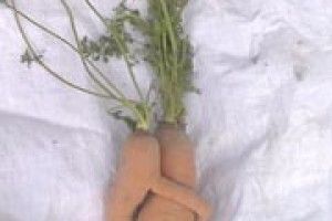 ФОТОЖАРТ: «Я ж пригорну тебе до свого серденька…»