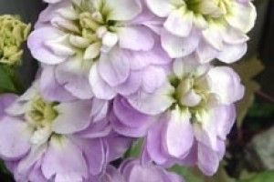 МАТІОЛУ БАЧИЛИ ВСІ. А ЛЕВКОЇ?