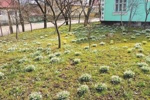 Горохівська «долина підсніжників»