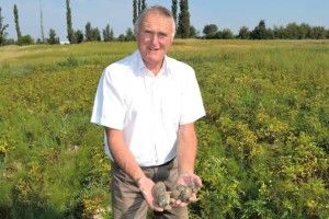 Оп–ля: на Волині є фіолетова картопля!