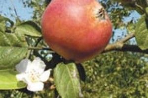 НАОДИНЦІ З ПРИРОДОЮ: хоч без плоду, та око милує...