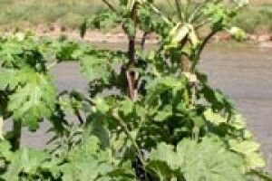 ОБЕРЕЖНО: БОРЩІВНИК `ЗАВОЙОВУЄ` ВОЛИНЬ