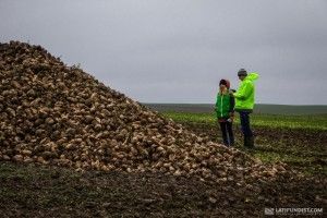 На Волині цьогоріч збирають гарний урожай буряків