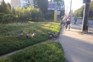 У Луцьку дикі качки вільно ходять містом