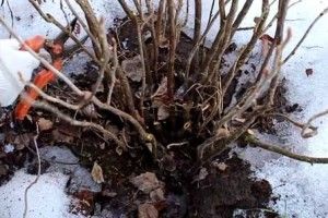 Чи здорові ваші ягідні кущі?