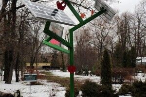 Посеред зими у Київському зоопарку розквітло «сонячне дерево» (фото)