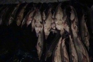 На Херсонщині взяли «мега-браконьєрів» – відловлювали рідкісних осетрів (фото)