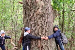 Діти виміряли обхват двох 300-літніх дубів у Цуманській пущі (фото)