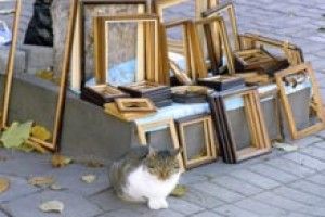 ФОТО НА КОНКУРС: кіт-продавець