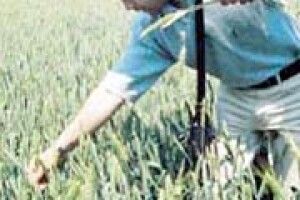 ЧОМУ ГИНЕ ОЗИМИНА?