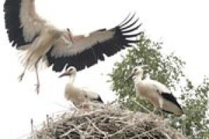 ДІТИ З ТРЬОХ СІМЕЙ —  І ВСІ ПЕЛАГЕЇНІ