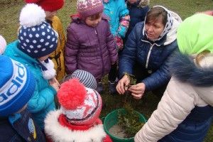 На Волині дітлахи з «Берізки» висаджували самшит, туї, барбарис та ялівець (фото)