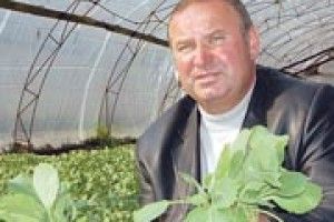 НОВІ СОРТИ ПРАЦЮЮТЬ НА УРОЖАЙНІСТЬ