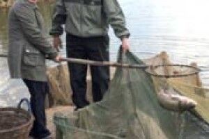 КУДИ ПОДІЛАСЯ РИБА ІЗ ВОЛИНСЬКИХ СТАВКІВ?