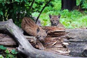 Київський зоопарк просять повернутися до Європейської асоціації