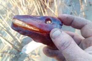 На Рівненщині знайшли дорогоцінний камінь у вигляді динозавра 
