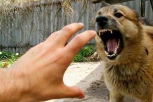 Жив-був пес. У Горохівському варіанті довелося викликати поліцію
