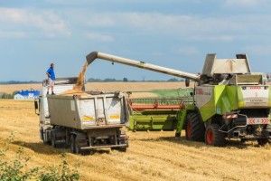 Як жнивували у Раті (відео)