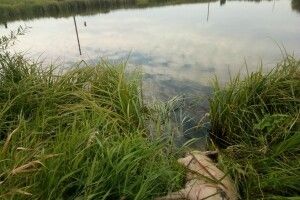 Дубенчанин обіцяє винагороду тому, хто знайде негідника, який викинув у озеро здохле порося (фото)
