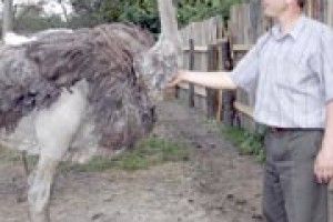 СТРАУСИ ЗАМІСТЬ ХУДОБИ?