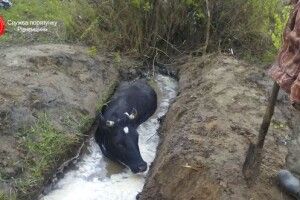 На Рівненщині рятувальники дістали корову з двометрової ями